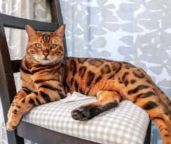 By blackholeposted on april 26, 2020. A Belgian Bengal Cat Whose Deep Green Eyes And Unique Markings Make Him A Very Handsome Boy Bengal Cat Bengal Kitten Cats