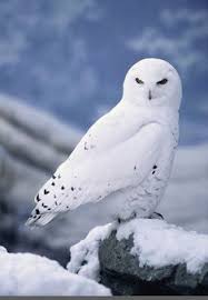 Silakan klik kanan menyimpan gambar. 16 Burung Hantu Ideas Owl Beautiful Owl Animals