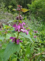 Image result for Platostoma montanum