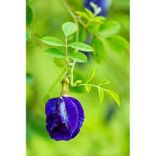 Transfering blue pea at #kebungeek. Buy Anak Pokok Bunga Telang Biru Butterfly Pea Plant Clitoria Terna Tea Seetracker Malaysia
