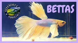 View as grid view list view. All My Betta Fish Dumbo Ear Halfmoon Betta Crowntail Betta Youtube