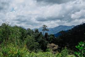 Hutan hujan tropika adalah hutan yang paling luas dan terpenting di malaysia.hutan ini tumbuh di kawasan yang kurang daripada 1200 meter.hutan ini terdapat di kaki bukit atau cerun gunung di bahagian tengah semenanjung malaysia dan pedalaman sabah dan. Senibina Hutan Hujan Tropika Hoi Akmal
