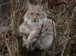 tadzhikistan otdyh pogoda otzyvy turistov fotografii zhivotnye dikie zhivotnye rys