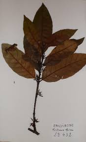 Image result for Funtumia africana