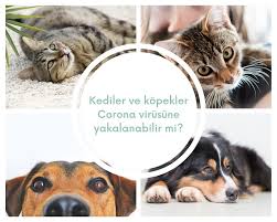 Molatik Corona Virusu Etkileri Bakimindan Tum Dunyanin Facebook