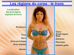 Plus de 600 muscles servent au fonctionnement du corps humain. Topographie Du Corps Humain Ppt Video Online Telecharger