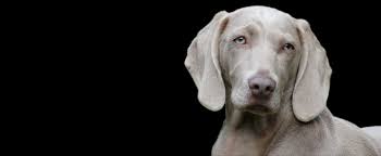 Image result for výmarský krátkosrstý ohař