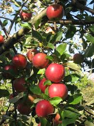 Apple tree pollination compatible apple varieties are selected on the basis of bloom times and flowering groups which are the same as your variety or in an overlapping group. Sweet Sixteen Apple Fedco Trees