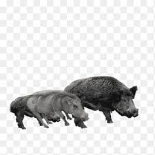 Long strait face and snout 4. Wild Boar Euclidean Black Boar Animals Black Hair Png Pngegg
