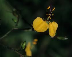 Image result for Aneilema aequinoctiale