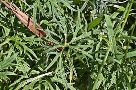 Image result for Ranunculus acris