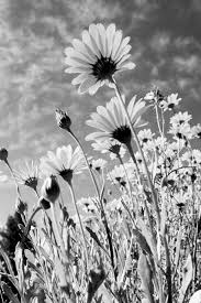 Black and white field of flowers. 130 Black White Flowers Ideas Black And White Flowers Black And White Photography