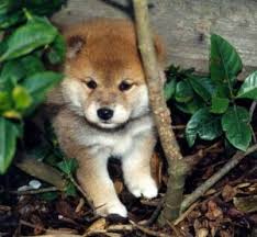 Shibapup.com is a shiba inu puppy breeder that offers mame shiba inu puppies for sale, shiba inus for sale, and shiba inu puppy breeder serving the cities of dallas, fort worth, houston, san antonio in texas as well as all locations throughout united states, canada and mexico. 10 Best Shiba Inu Breeders In The United States 2021 We Love Doodles