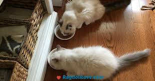 Continue to serve the same size portions but include some. Raw Food Diet For Cats A Quick Guide For Cat Parents