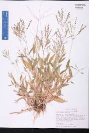 Image result for Alloteropsis