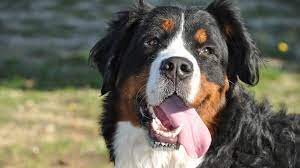 200 Names For Big Dogs Whose Personalities Are As Large As Their Stature Sheknows