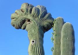 The pleated skin will expand. The Five Most Expensive Types Of Cactus In The World