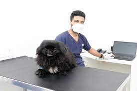If you looking for services from specialists, you even need to keep in mind about few vital factors before you proceed. Crownvet The Clinic