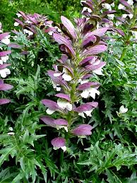 Image result for Acanthus