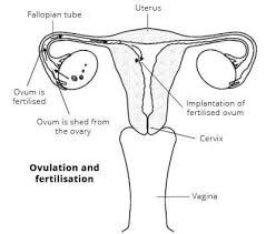 Collectively, these parts are called the vulva. The Female Reproductive System Female Sexual Organs Patient