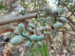 Image result for Gnetum