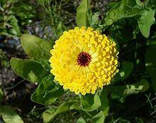 Calendula Officinalis Medicinal Plants Calendula Plants