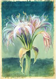 Image result for Crinum crassicaule