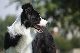 Powerhouse Border Collies Home
