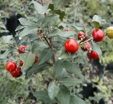 Image result for Malpighia coccigera