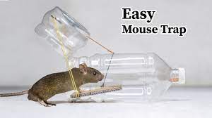 Paper mouse trap, water bottle mouse trap, diy mouse trap, easiest and successful mouse trap, plastic bottle mouse/rat trap. Water Bottle Mouse Rat Trap How To Make Mouse Trap Using Plastic Bottle Youtube