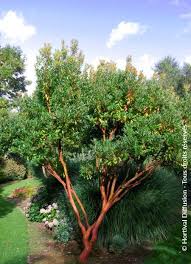 Image result for Andrachne