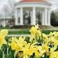 Newport Daffodil Days
