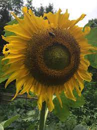 Certified Organic Sunflower Simple Skincare Organic Make It Simple