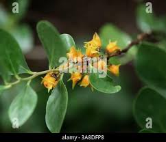 Image result for Pterocelastrus