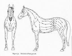 Direction Of Hair Growth Horse Drawings Horse Art Horse Anatomy