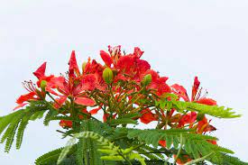 We did not find results for: 224 Flower Nigeria Photos Free Royalty Free Stock Photos From Dreamstime