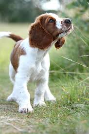 This energetic brisk dog can be an essential assistant for hunters and loving steadfast friend for everyone. Unsere Zucht