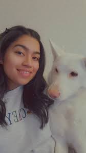 I need a dog walker to walk my German shepherd while I'm at work