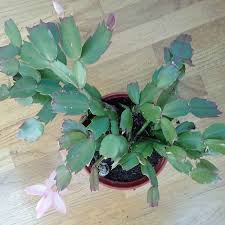 Check out our christmas cactus selection for the very best in unique or custom, handmade pieces from our house plants shops. Buy Christmas Cactus From 2 50 2021 Plant Sale