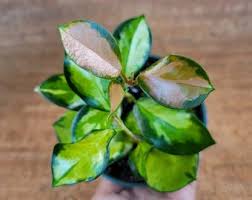 Whether you know them as hoya plants or wax plants, this sub. Hoya Australis Etsy