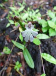 Image result for Cynorkis debilis