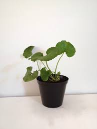 Image result for Gunnera perpensa