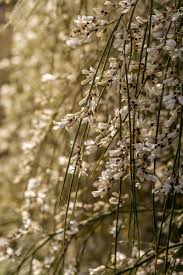 Image result for Retama monosperma