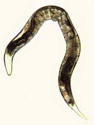 Image result for Strongyloides