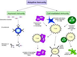 Human Immune System Mind Map Search Teaching Biology Immune