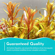 Image result for Nesaea minima