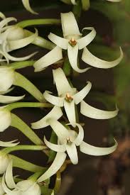 Image result for Cyrtorchis arcuata