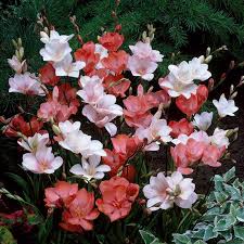 Image result for Tritonia