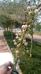 Image result for Acacia xanthophloea