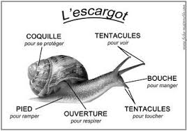 Schema De L Escargot Escargot Escargot Maternelle Maternelle